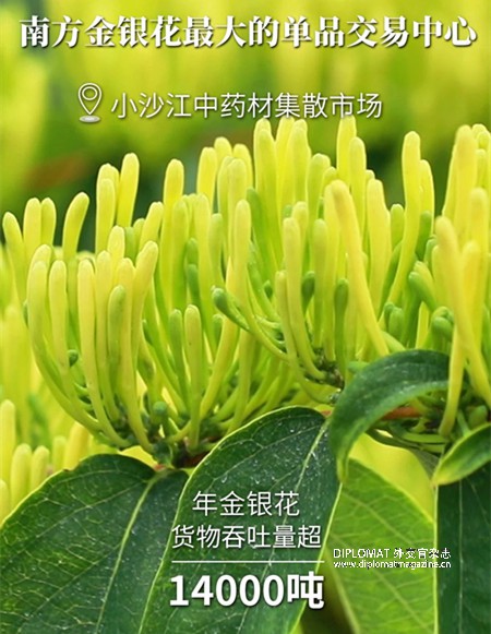 国家地理标志产品介绍：湖南隆回金银花
